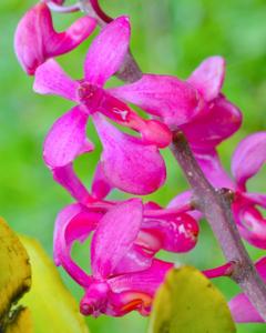 Renanthera caloptera