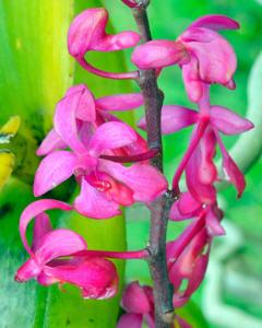 Renanthera caloptera