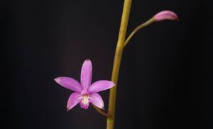 Cattleya tereticaulis