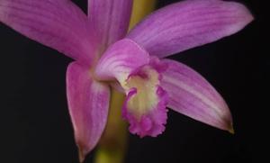 Cattleya tereticaulis