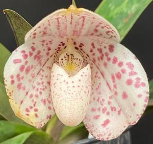 Paphiopedilum bellatulum