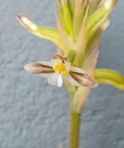 Aspidogyne metallescens