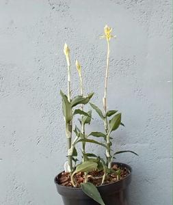 Aspidogyne metallescens