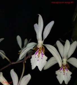 Holcoglossum wangii