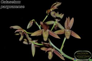 Catasetum parguazense