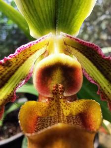 Paphiopedilum hookerae