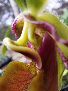 Paphiopedilum hookerae