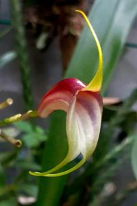 Masdevallia reichenbachiana