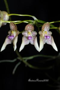 Bulbophyllum guttulatum