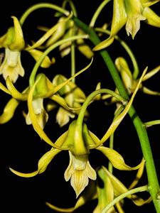 Dendrobium percnanthum
