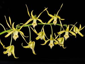 Dendrobium percnanthum