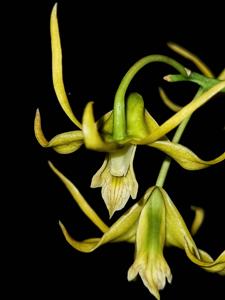 Dendrobium percnanthum