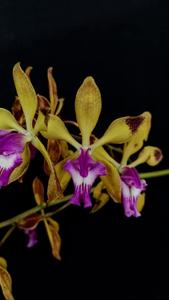 Encyclia plicata