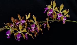 Encyclia plicata