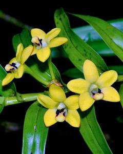 Dendrobium papyraceum