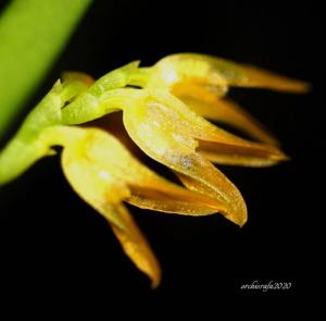 Acianthera sonderiana