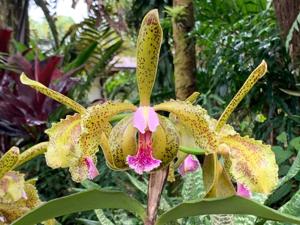 Cattleya schofieldiana