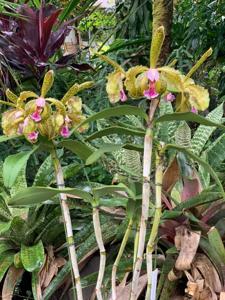 Cattleya schofieldiana