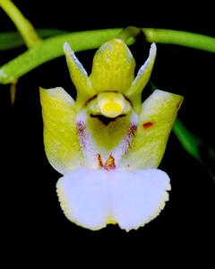 Dendrobium angustipetalum