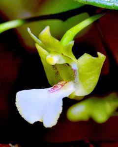 Dendrobium angustipetalum