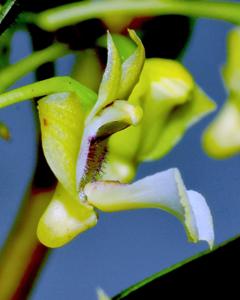 Dendrobium angustipetalum
