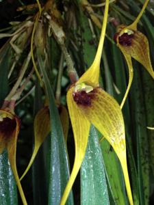 Masdevallia caesia