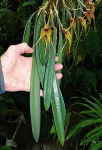 Masdevallia caesia