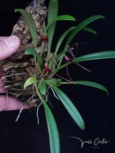Masdevallia herradurae