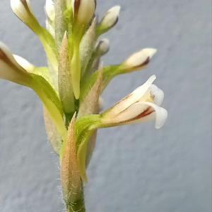 Aspidogyne fimbrillaris