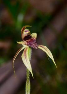 Caladenia tessellata