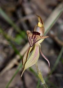 Caladenia tessellata