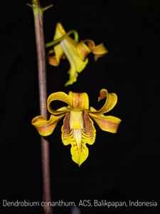 Dendrobium conanthum