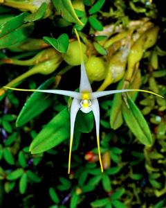 Dendrobium fariniferum