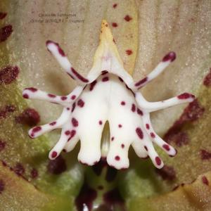 Cycnoches barthiorum