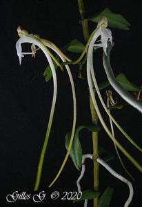Solenangis wakefieldii
