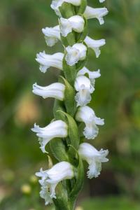 Spiranthes cernua