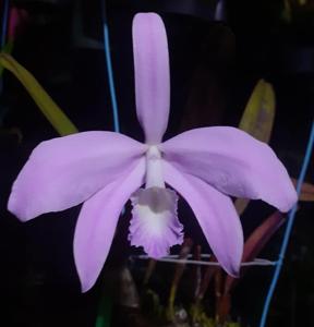 Cattleya perrinii