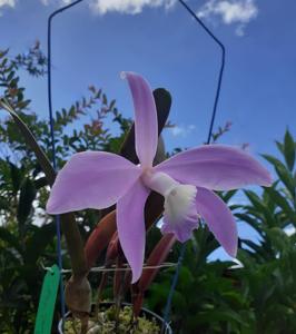 Cattleya perrinii