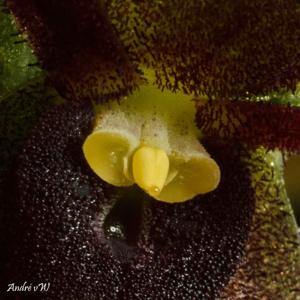 Pleurothallis dilemma