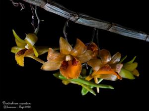 Dendrobium crocatum