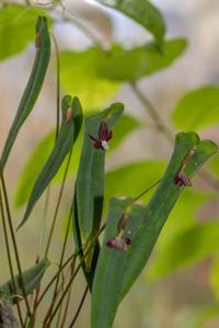 Pleurothallis penelops