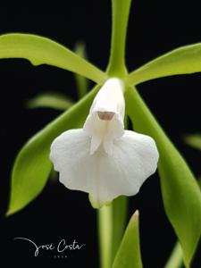 Epidendrum lacustre