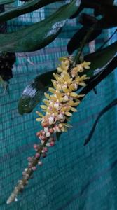 Pomatocalpa angustifolium