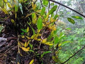 Dendrobium plicatile