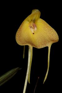 Masdevallia citrinella