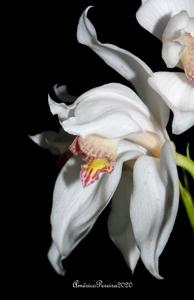 Cymbidium erythrostylum