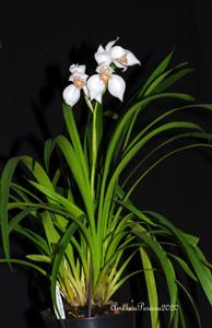 Cymbidium erythrostylum