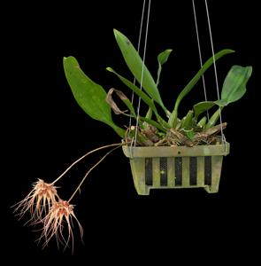 Bulbophyllum sanguineopunctatum