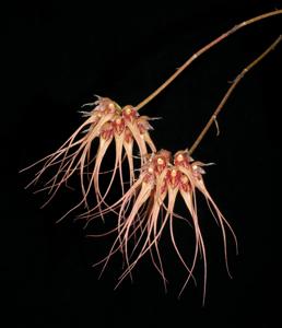 Bulbophyllum sanguineopunctatum