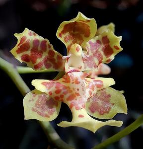 Trichocentrum cebolleta